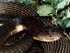 POISONOUS VENOM IS WHAT THIS GUY NEEDS King Cobra