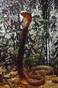 8 Intriguing King Cobra Facts