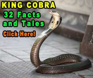 cobras