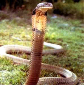 5 Facts About The King Cobra - Reptiles Magazine