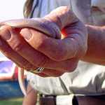 Lizard News: Horned Lizards endangered? Legless lizard