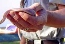 Lizard News: Horned Lizards endangered? Legless lizard