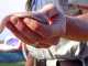 Lizard News: Horned Lizards endangered? Legless lizard