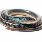 Legless Lizard vs. Snake