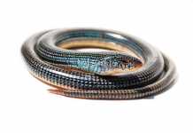 Legless Lizard vs. Snake