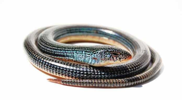 Legless Lizard vs. Snake