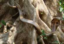 Animal Quiz: Who is the Longest Snake?