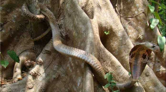 Animal Quiz: Who is the Longest Snake?