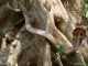 Animal Quiz: Who is the Longest Snake?