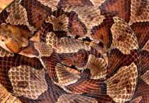 First Hand: Bitten By A Northern Copperhead Northern Copperhead