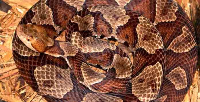 Northern Copperhead