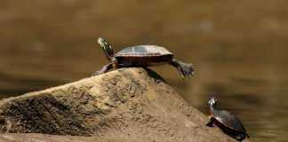 painted turtle