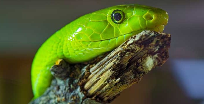 The Green Snake Portrait