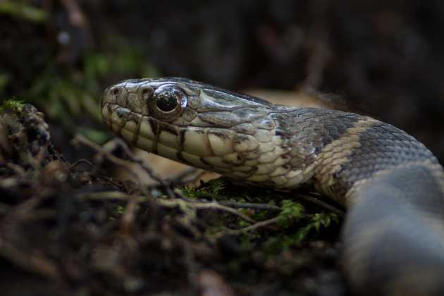 Northern Water snake