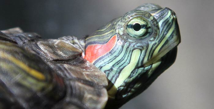Red-Eared slider turtle