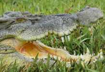Animal Quiz: How Do Crocs Sweat? Saltwater Crocodile