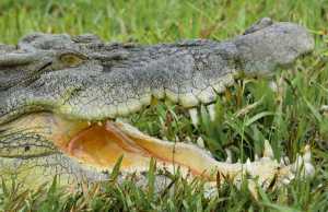 Saltwater Crocodile