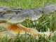 Animal Quiz: How Do Crocs Sweat? Saltwater Crocodile