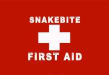 snake bite first aid