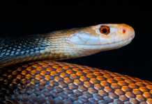 Venomous Snakes: Who is No. 1? Taipan Snake