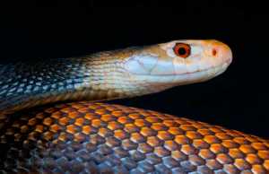 Taipan Snake