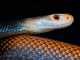 Poll: Which Snake Do you Love Most? Taipan Snake