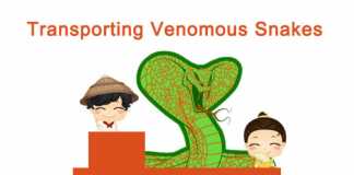 Transporting Venomous Snakes