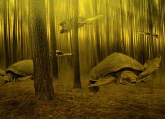 pig turtles swimming