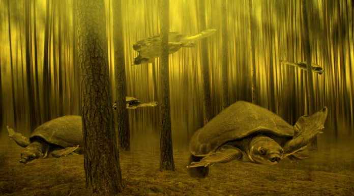9 Amazing Turtle Facts pig turtles swimming