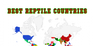 Reptile Habitat