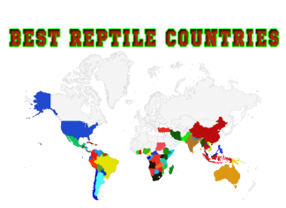 Reptile Habitat