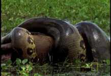 Watch: Anaconda Eating Capybara