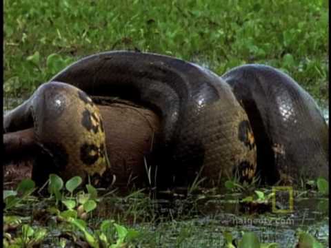 green anaconda eating