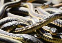 Watch: World’s Largest Snake Den