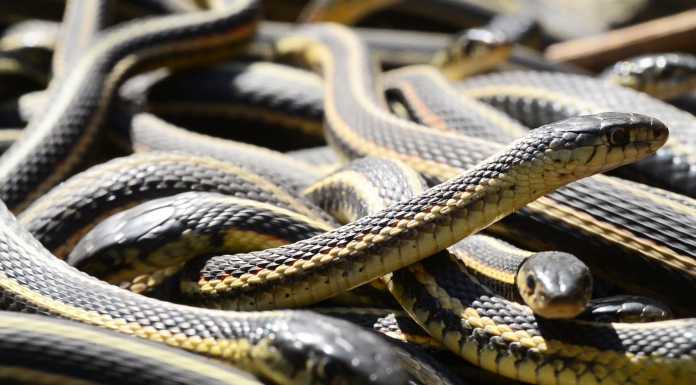 Watch: World’s Largest Snake Den