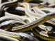 Watch: World’s Largest Snake Den