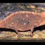 Smallest Lizard In the World: Brookesia Micra