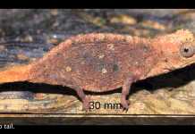 Smallest Lizard In the World: Brookesia Micra