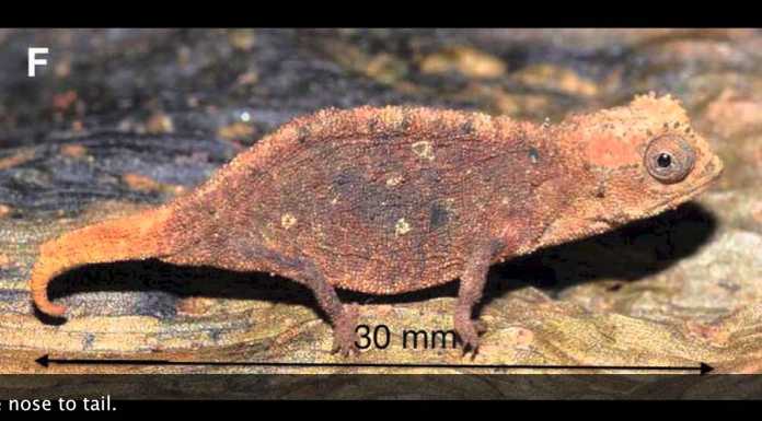Smallest Lizard In the World: Brookesia Micra