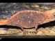 Smallest Lizard In the World: Brookesia Micra
