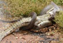 Snake Eating Crocodile