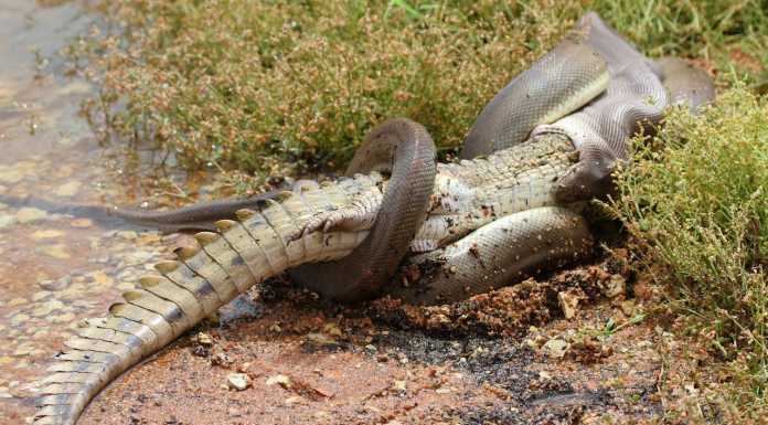 Snake Eating Crocodile