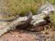 Snake Eating Crocodile