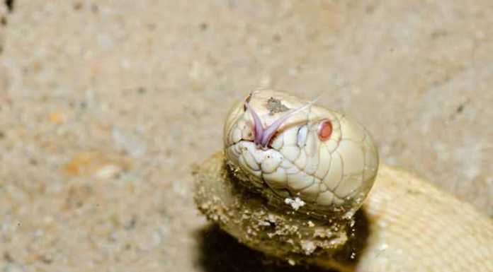 Albino Cobras
