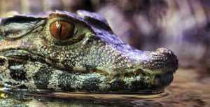 dwarf caiman