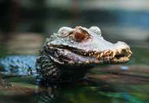 Dwarf Caiman: The Perfect Croc Pet? Dwarf Caiman