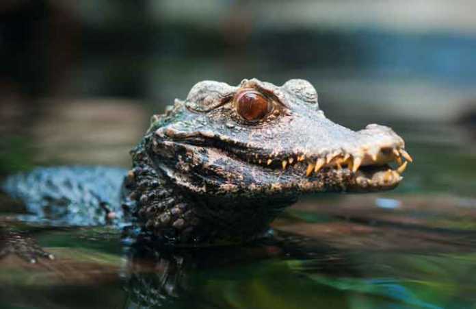 Dwarf Caiman