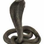 Coiled King Cobra Replica – Cobras.org