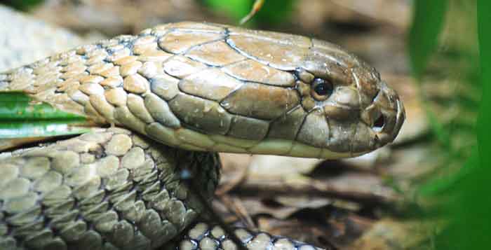 KING COBRA − 32 Facts and Tales –