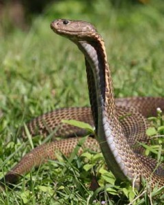philippine cobra